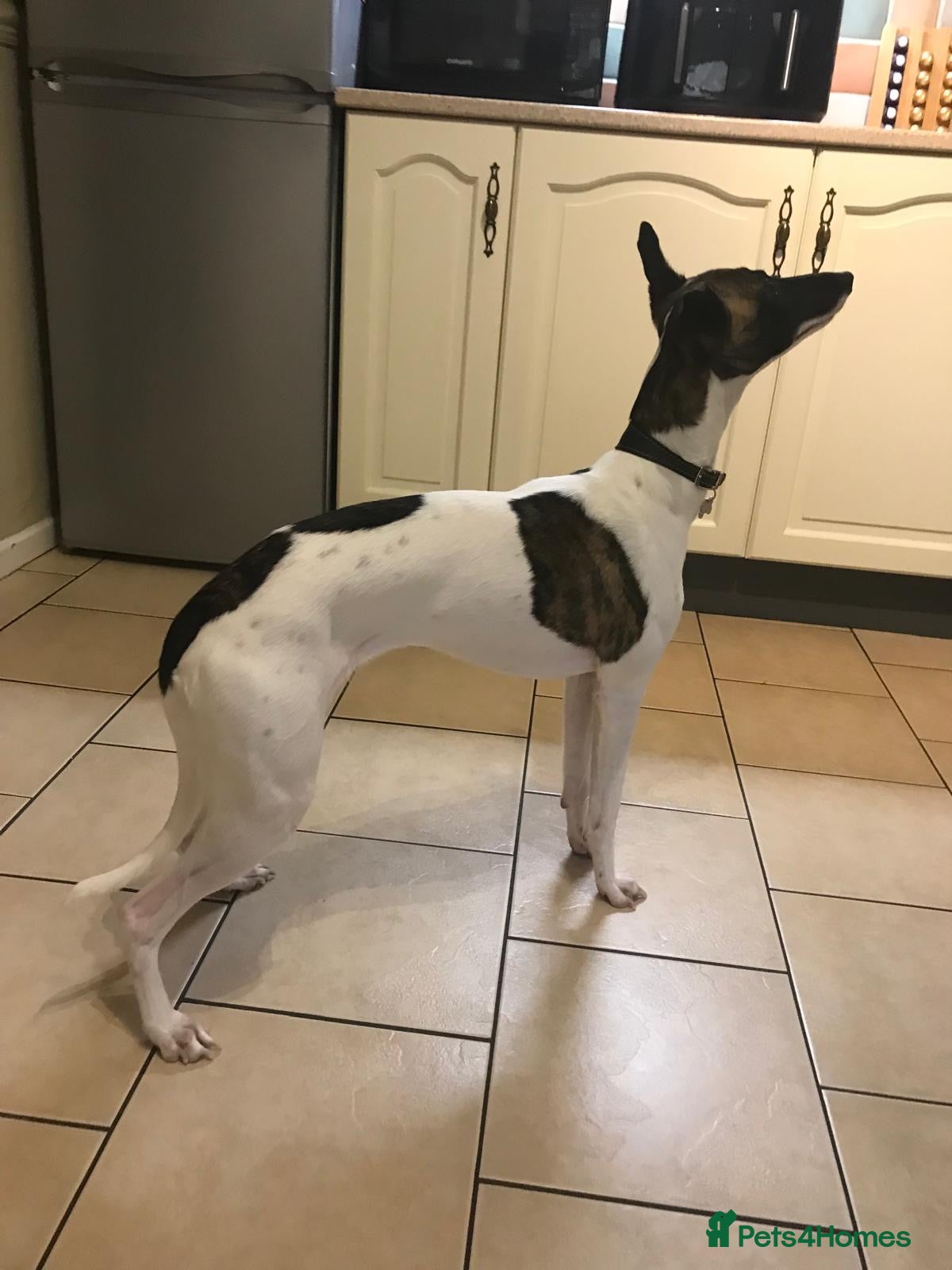 Whippet dogs for sale: Stunning pedigree whippets puppies  - Advert 5