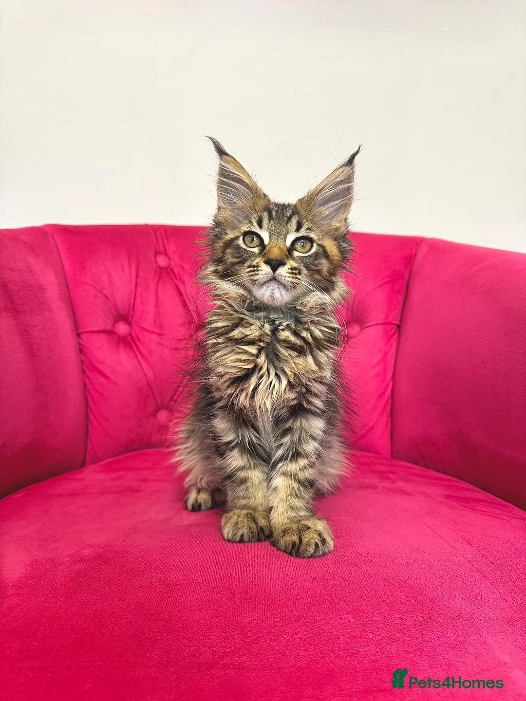 Maine Coon cats for sale: MaineCoon Kittens 🏆20+Gen🧬 Outstadning Pedigree - Advert 21