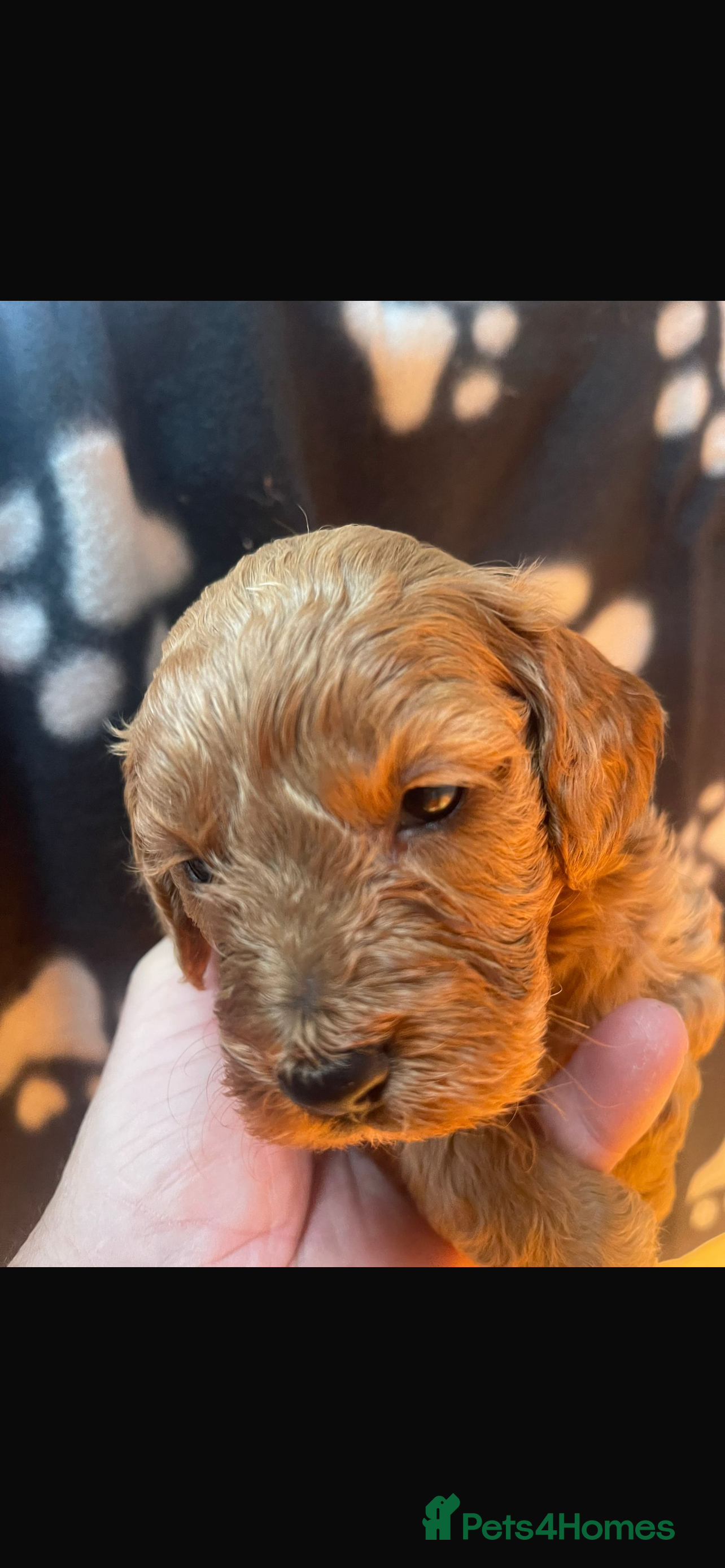 Cockapoo dogs Cockapoo health tested KC parents  - Advert 8