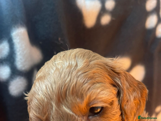 Cockapoo dogs Cockapoo health tested KC parents - Advert 8