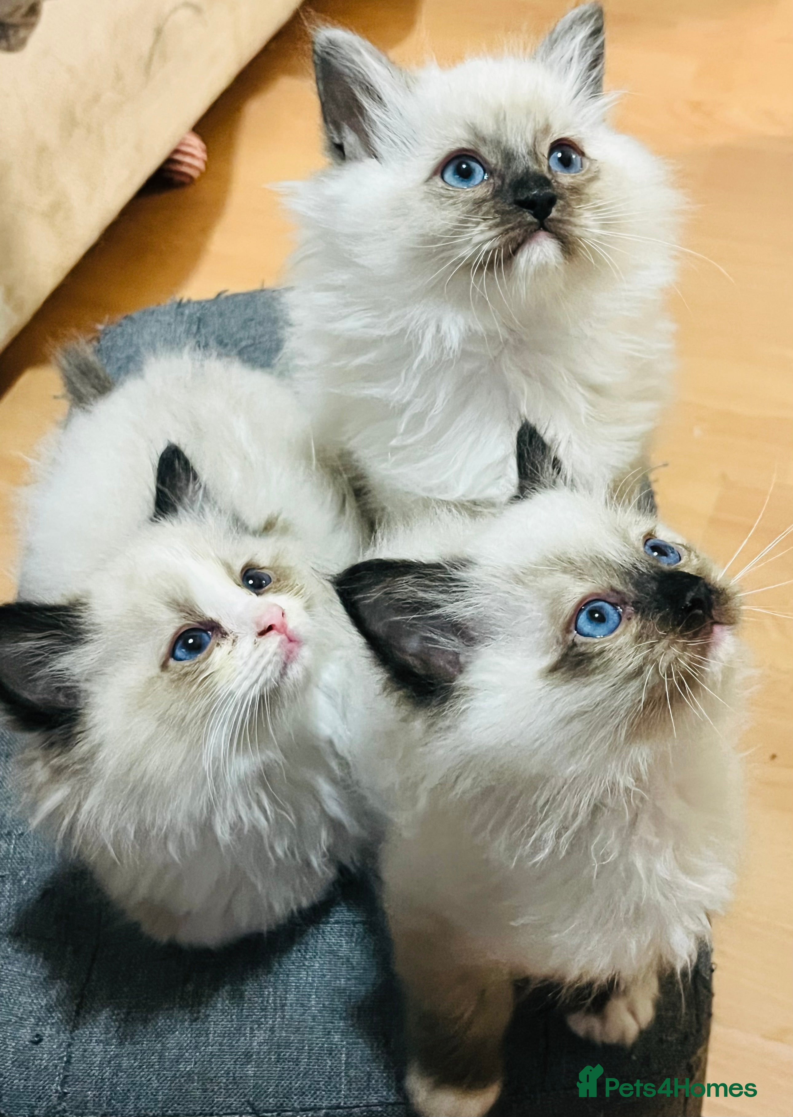 Ragdoll cats Pedigree seal ragdoll male kittens  - Advert 15