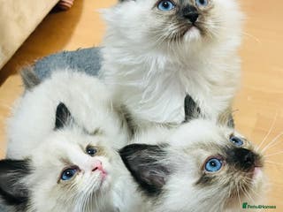 Ragdoll cats Pedigree seal ragdoll male kittens - Advert 15