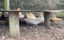 Chickens poultry for sale: Mixed breed point of lay hens/cockerels - Image 4