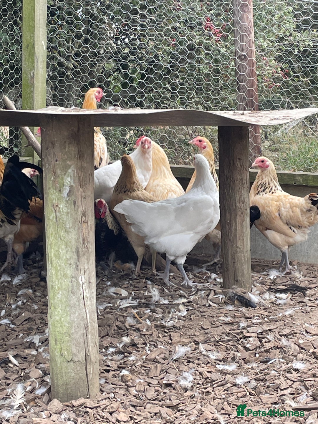 Chickens poultry for sale: Mixed breed point of lay hens/cockerels - Image 4