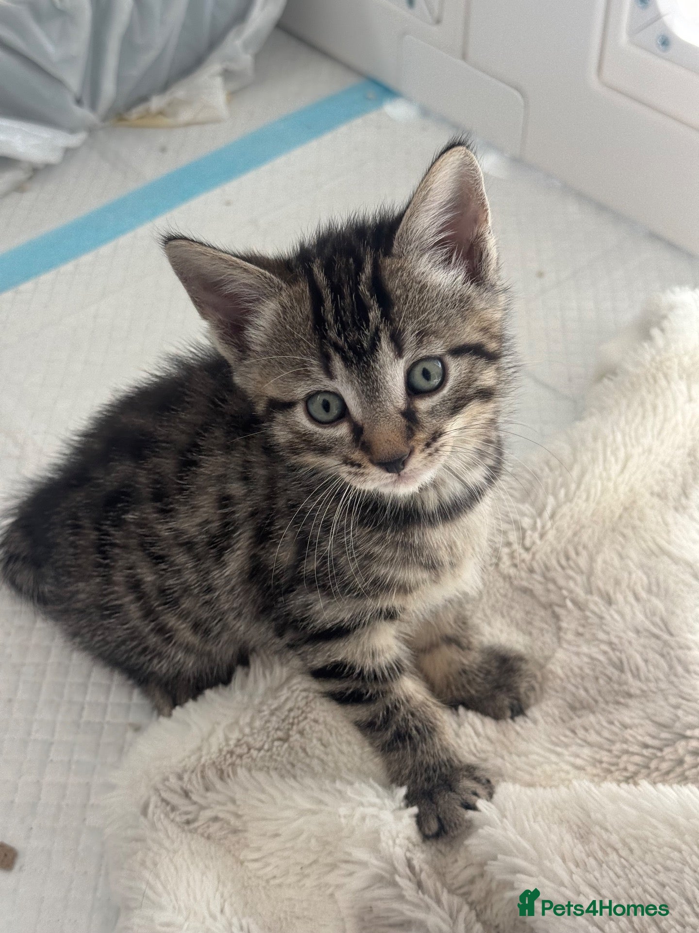 Turkish Angora cats Mixed Male Turkish Angora / Tabby Kitten  - Advert 6