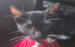 Mixed Breed cats for sale: Tuxedo boy still available 15th Oct - Image 11