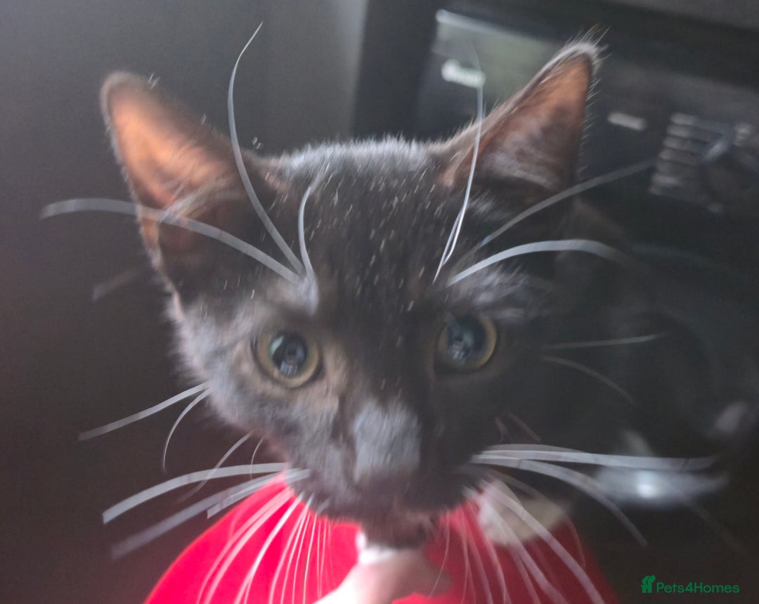 Mixed Breed cats for sale: Tuxedo boy still available 15th Oct - Image 11