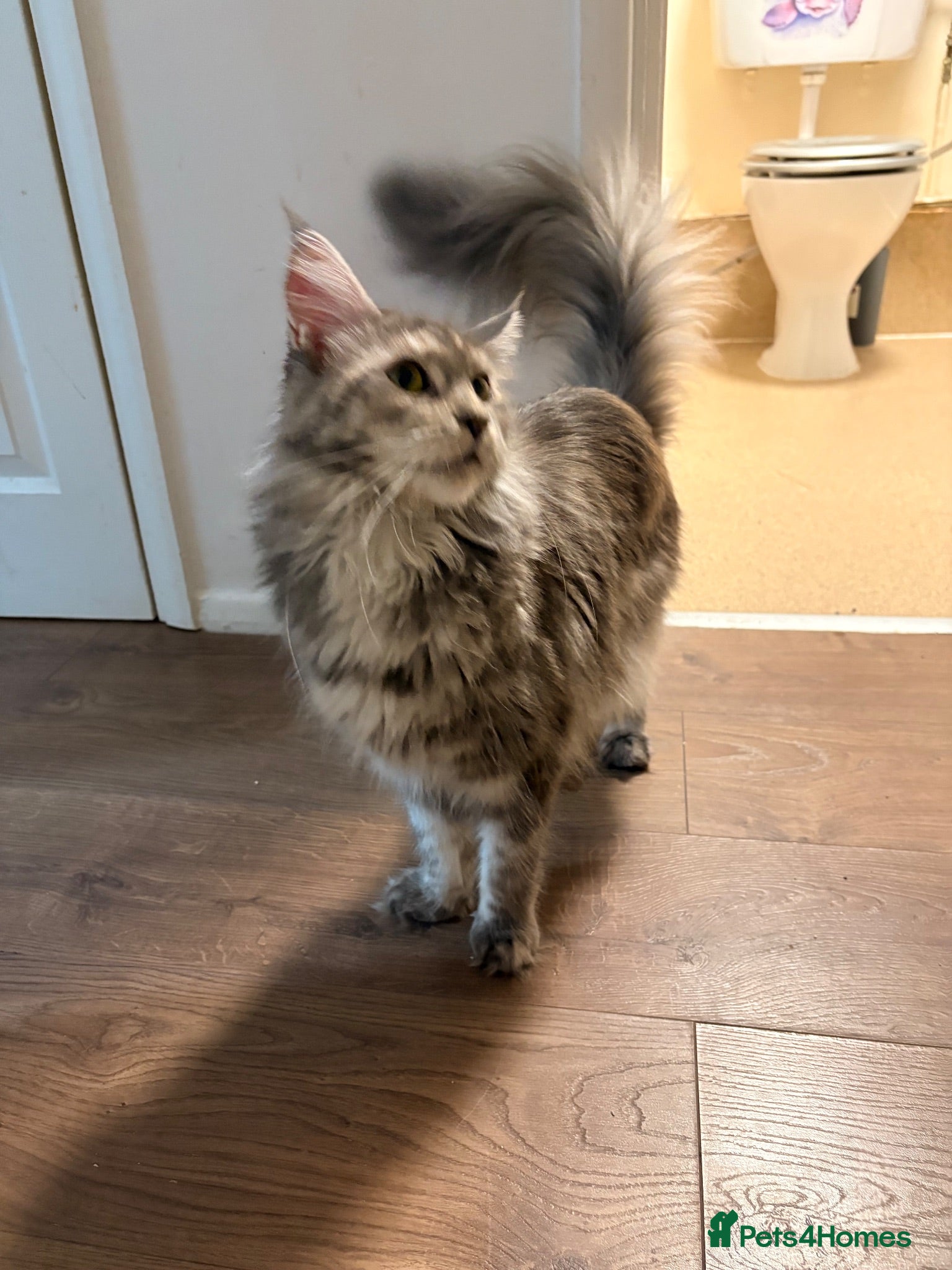 Maine Coon cats Amazing blue tortie girl  - Advert 3