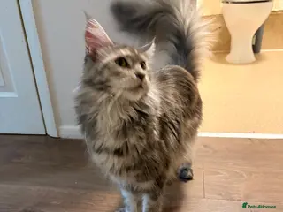 Maine Coon cats Amazing blue tortie girl - Advert 6
