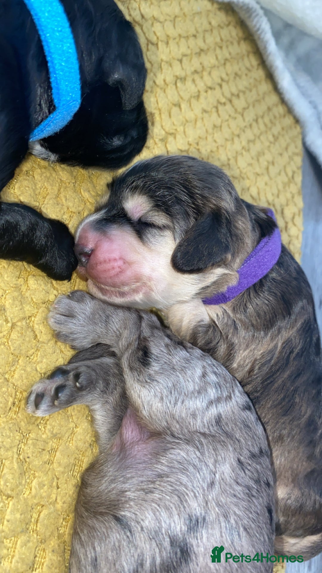 Cockapoo dogs for sale: Stunning Cockapoos - Image 6