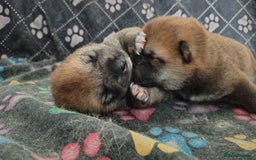 Japanese Shiba Inu dogs for sale: Japanese Shiba Inu - Image 1