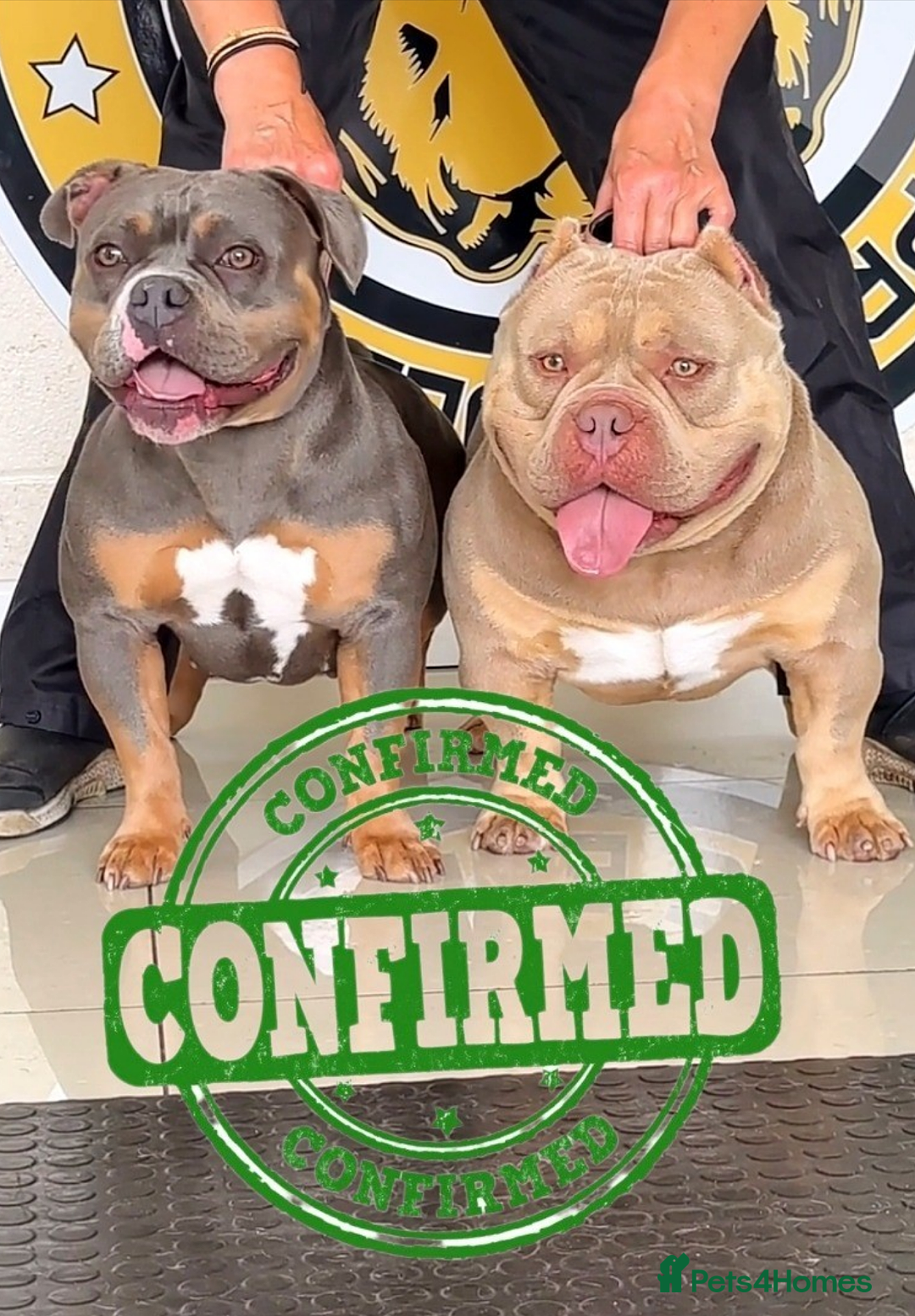 American Bully dogs for sale: Blue Tri Female Pocket Bully For Sale - Advert 4