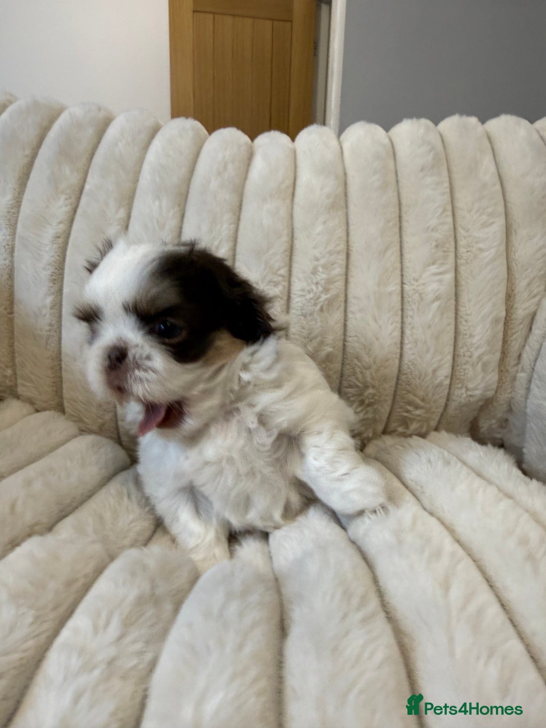 Shih Tzu dogs for sale: Exquisite Imperial Shih Tzu Puppies  - Image 12
