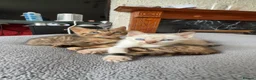 Bengal cats for sale: Pedigree bengal kittens. Payment plans available  - Advert 5