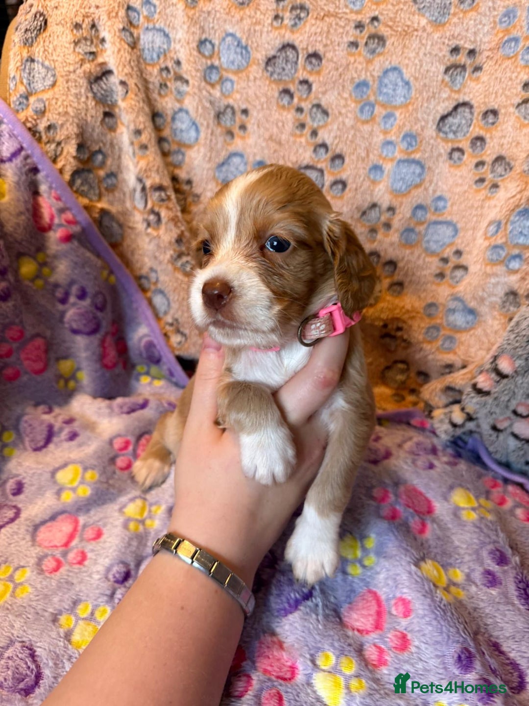 Cocker Spaniel dogs for sale: COCKER SPANIEL LITTER OF 9 IN SCARBOROUGH  - Image 33