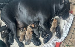 Cane Corso dogs for sale: Pure breed cane corso  - Image 24