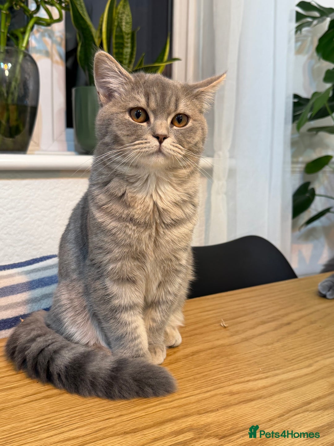 British Shorthair cats for sale: British short hair  - Advert 5