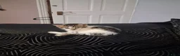Mixed Breed cats for sale: Mixed bengal kittens - Advert 21