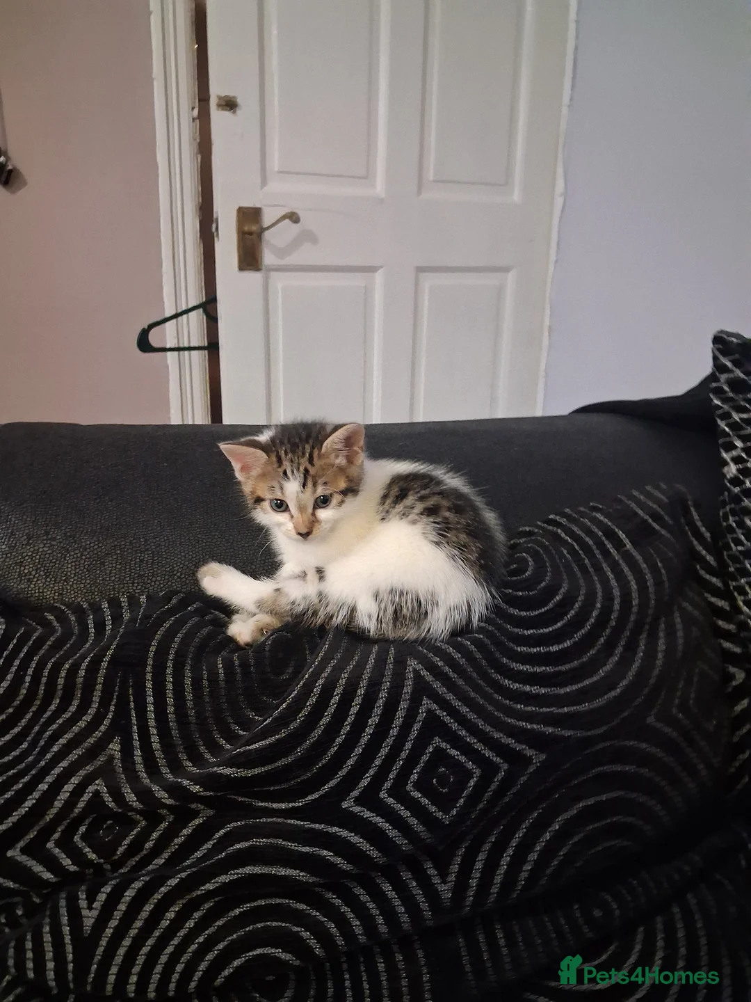 Mixed Breed cats for sale: Mixed bengal kittens - Advert 21