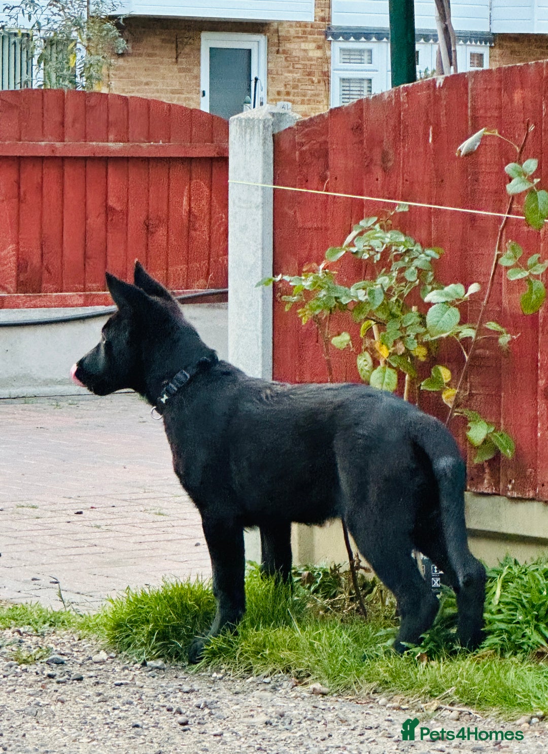 German Shepherd dogs for sale: Exceptional KC Reg DDR GSD Puppies Rare Bloodlines - Image 22