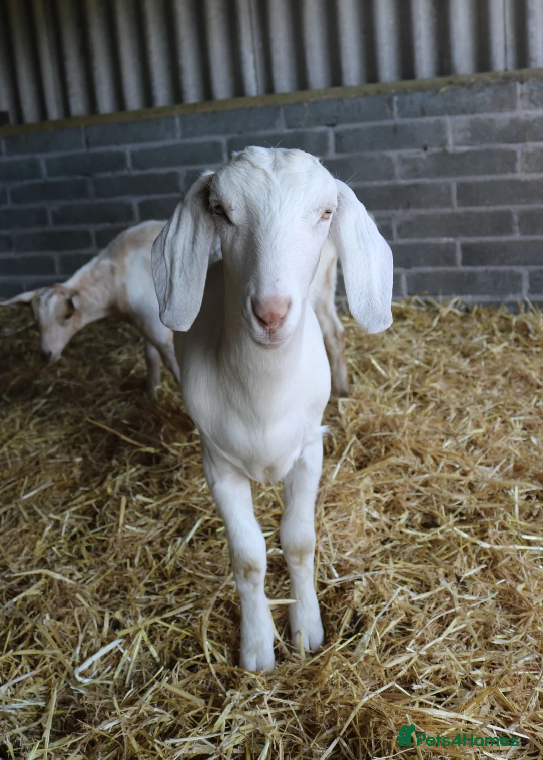 Goats livestock for sale: 6‑Month‑old Wether Goats for Sale - Advert 1