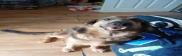 German Shepherd dogs for sale: FOREVER HOME WANTED FOR LUNA  - Advert 2