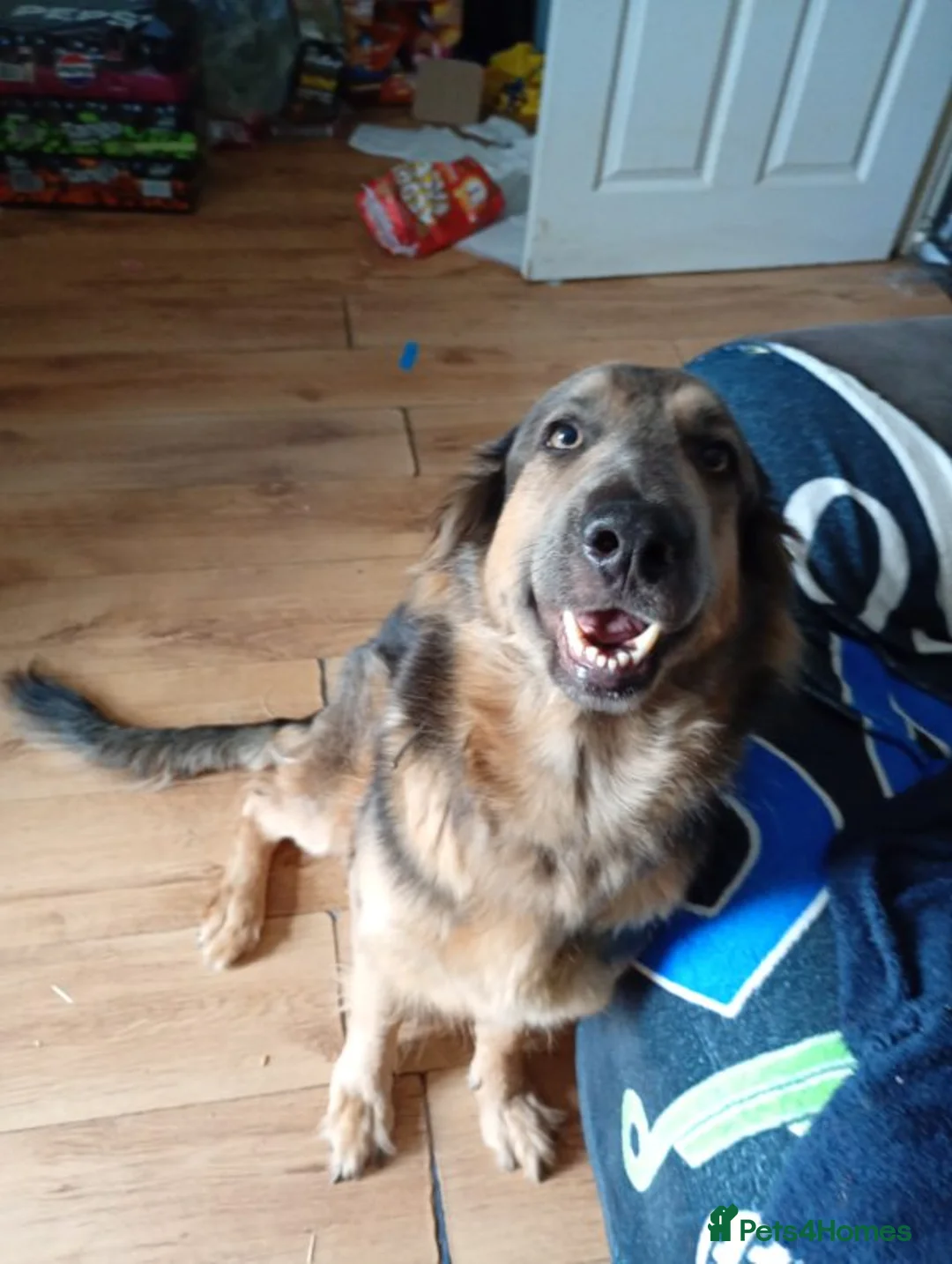 German Shepherd dogs for sale: FOREVER HOME WANTED FOR LUNA  - Advert 2