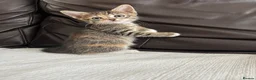 Mixed Breed cats for sale: Beautiful Kittens - Advert 29