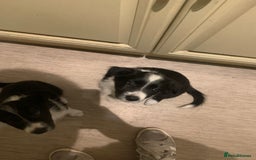 Border Collie dogs for sale: Border Collie Puppies - Image 8