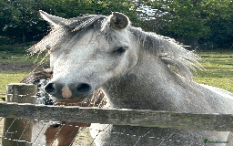 Welsh Section A horses for sale: Section A gelding - Image 6