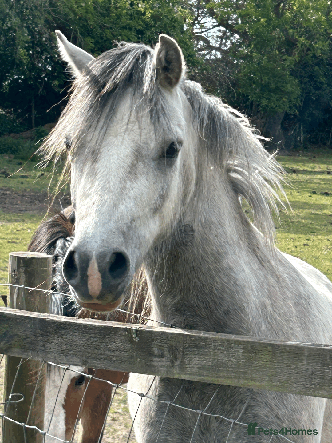 Welsh Section A horses for sale: Section A gelding - Image 6
