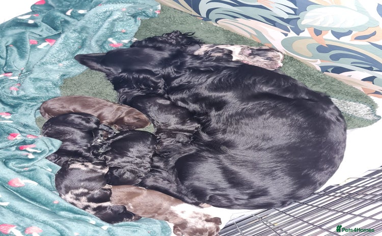 Cocker Spaniel dogs Working Cocker Spaniel Puppies - Advert 4