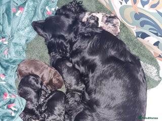 Cocker Spaniel dogs Working Cocker Spaniel Puppies - Advert 1