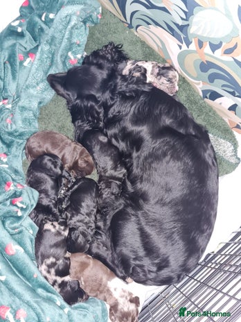 Cocker Spaniel dogs Working Cocker Spaniel Puppies - Advert 1