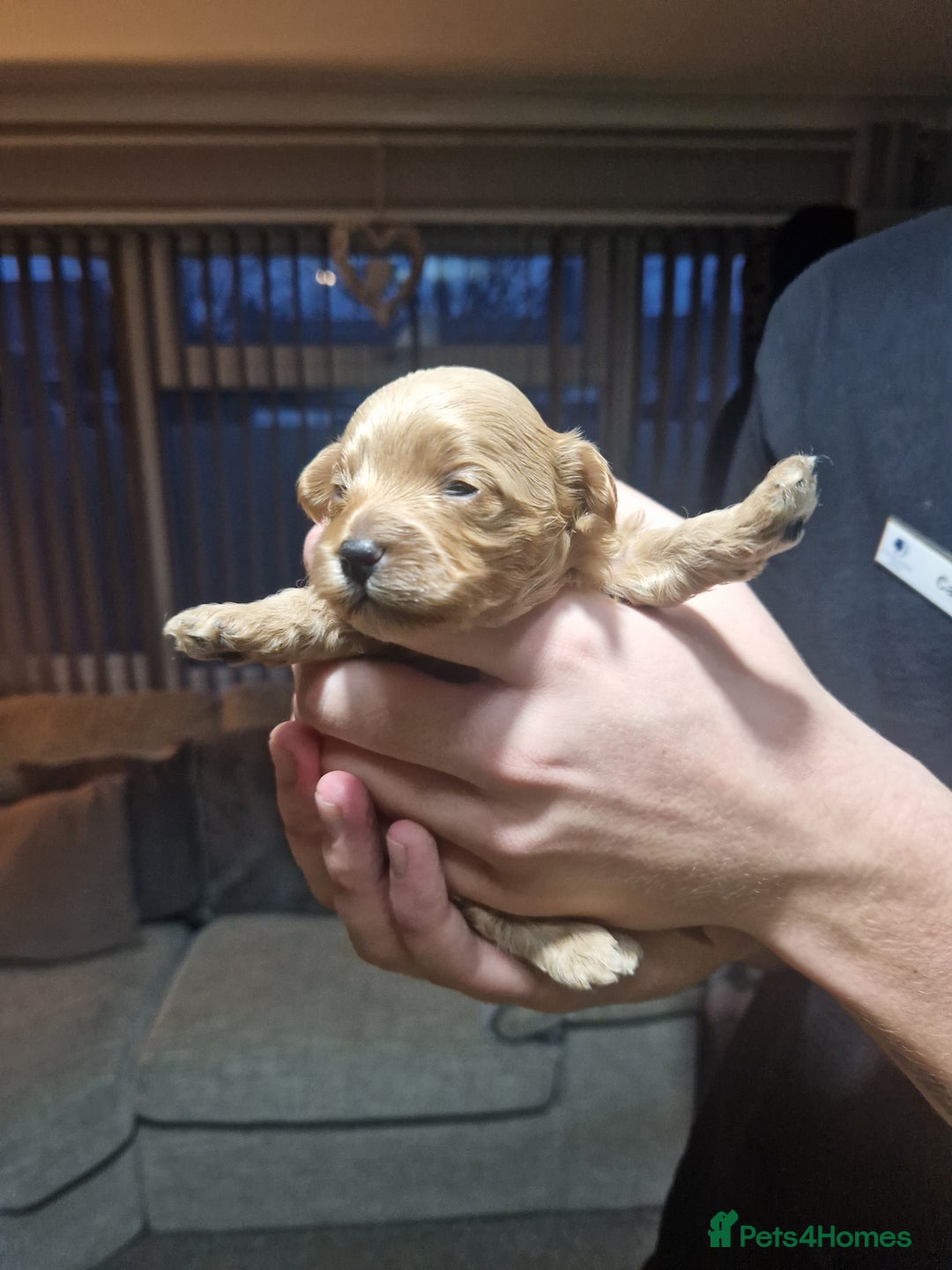 Maltipoo dogs for sale: Beautiful F1B Toy Maltipoos  - Advert 5