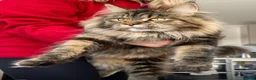 Maine Coon cats for sale: Maine Coon X kittens - Oxfordshire in Oxford - Advert 11