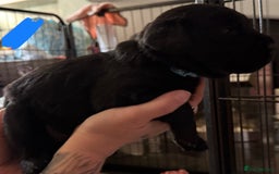 Labrador Retriever dogs for sale: Stunning litter of pure bred black Labrador pups  - Image 23