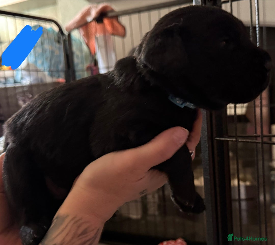 Labrador Retriever dogs for sale: Stunning litter of pure bred black Labrador pups  - Image 23