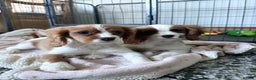 Cavalier King Charles Spaniel dogs for sale: Gorgeous Cavalier King Charles Spaniel puppies - Advert 4