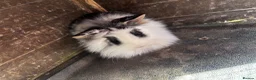 Mini Lion Lop rabbits for sale: 1 LEFT!! 5 Beautiful Mini Lionhead Lops - Advert 3