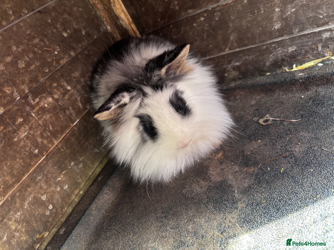 Mini Lion Lop rabbits for sale: 1 LEFT!! 5 Beautiful Mini Lionhead Lops - Advert 3