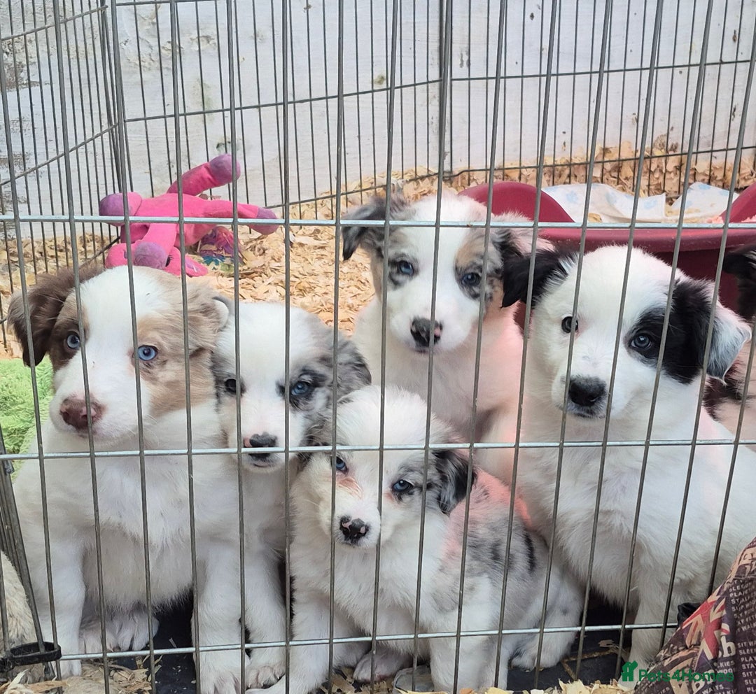 Border Collie dogs for sale: Blue Merles puppies  - Advert 1