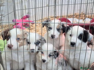 Border Collie dogs Blue Merles puppies - Advert 3