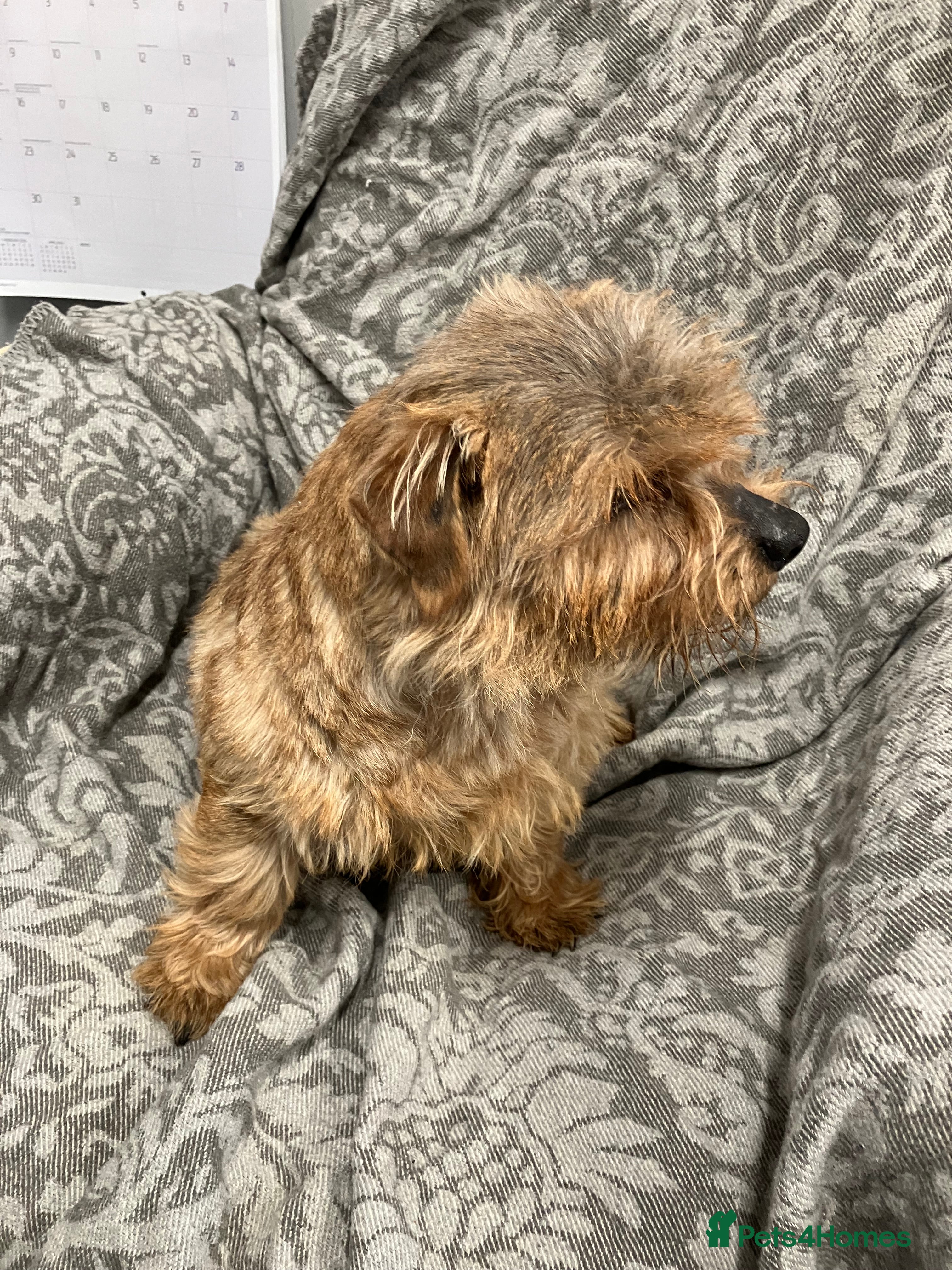 Norfolk Terrier dogs Norfolk terrier - Advert 1