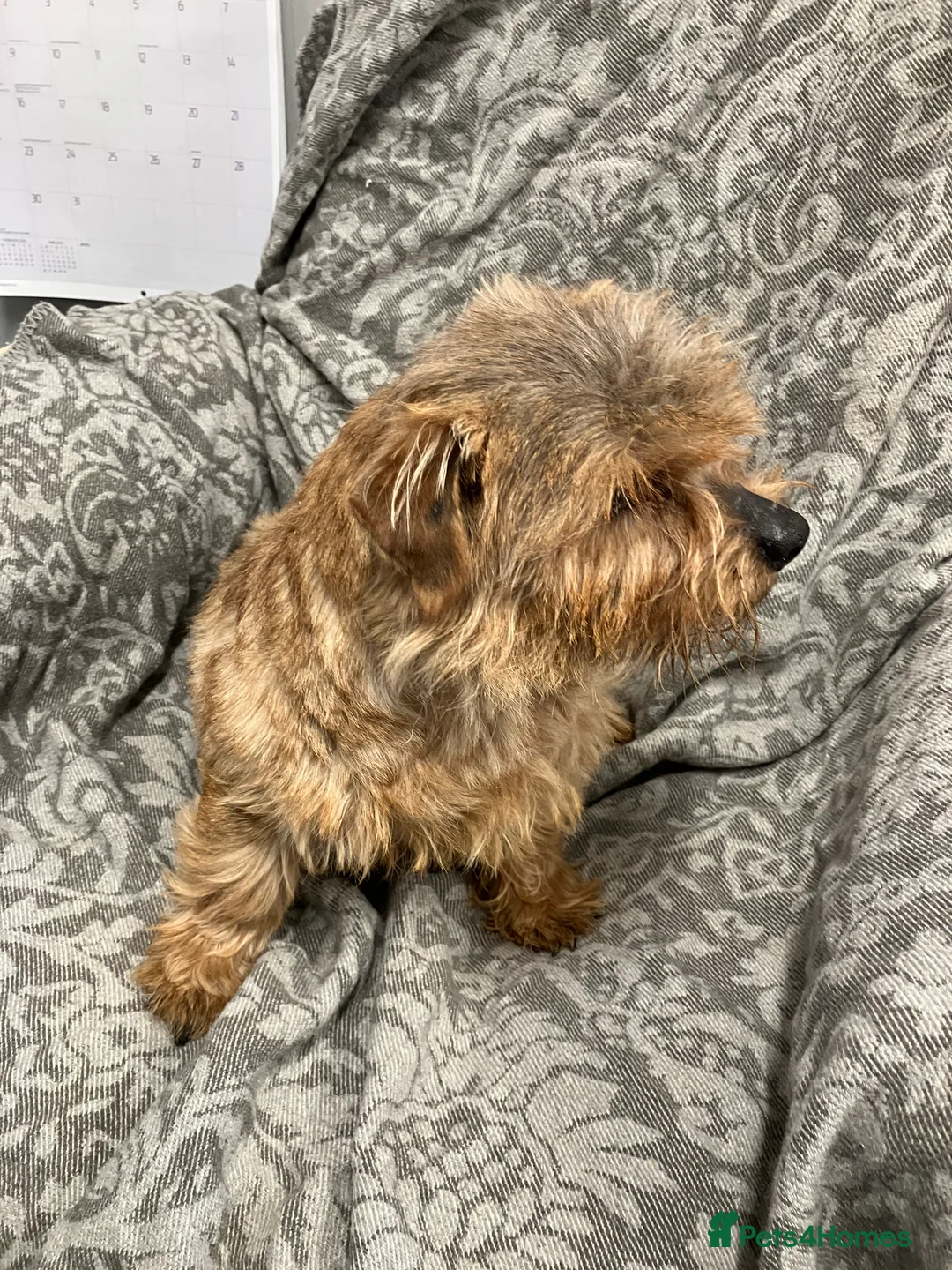 Norfolk Terrier dogs for sale: Norfolk terrier - Advert 1