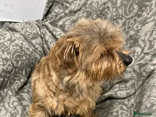 Norfolk Terrier dogs Norfolk terrier - Advert 1