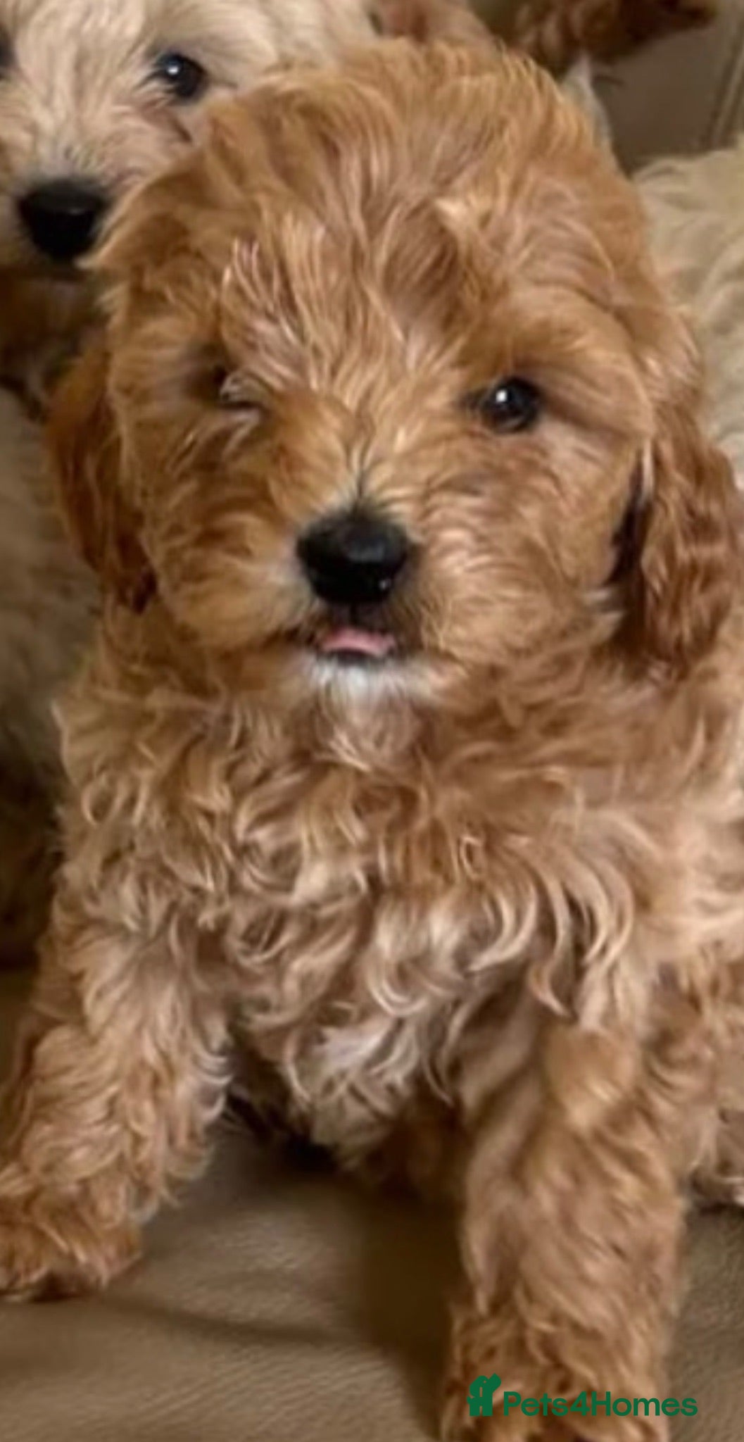 Toy Poodle dogs Only one toilet trained gorgeous apricot pupy left - Advert 12