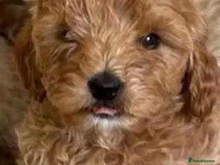 Toy Poodle dogs Only one toilet trained gorgeous apricot pupy left - Advert 12