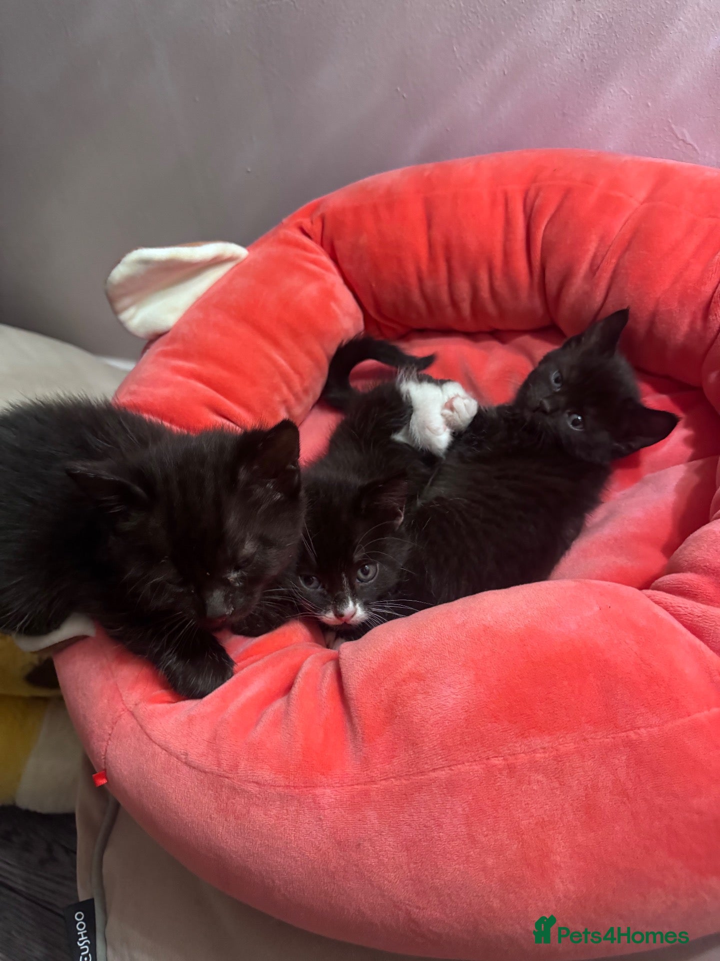Mixed Breed cats Kittens for sale  - Advert 2