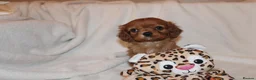 Cavalier King Charles Spaniel dogs for sale: Gorgeous Cavalier King Charles Spaniel - Advert 28